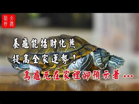 烏龜帶財嗎|招財龜就要這樣養 